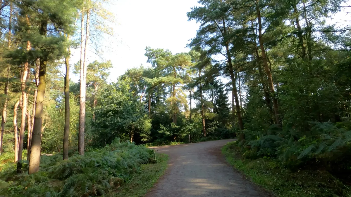 On the Delamere Forest Parkrun Course route