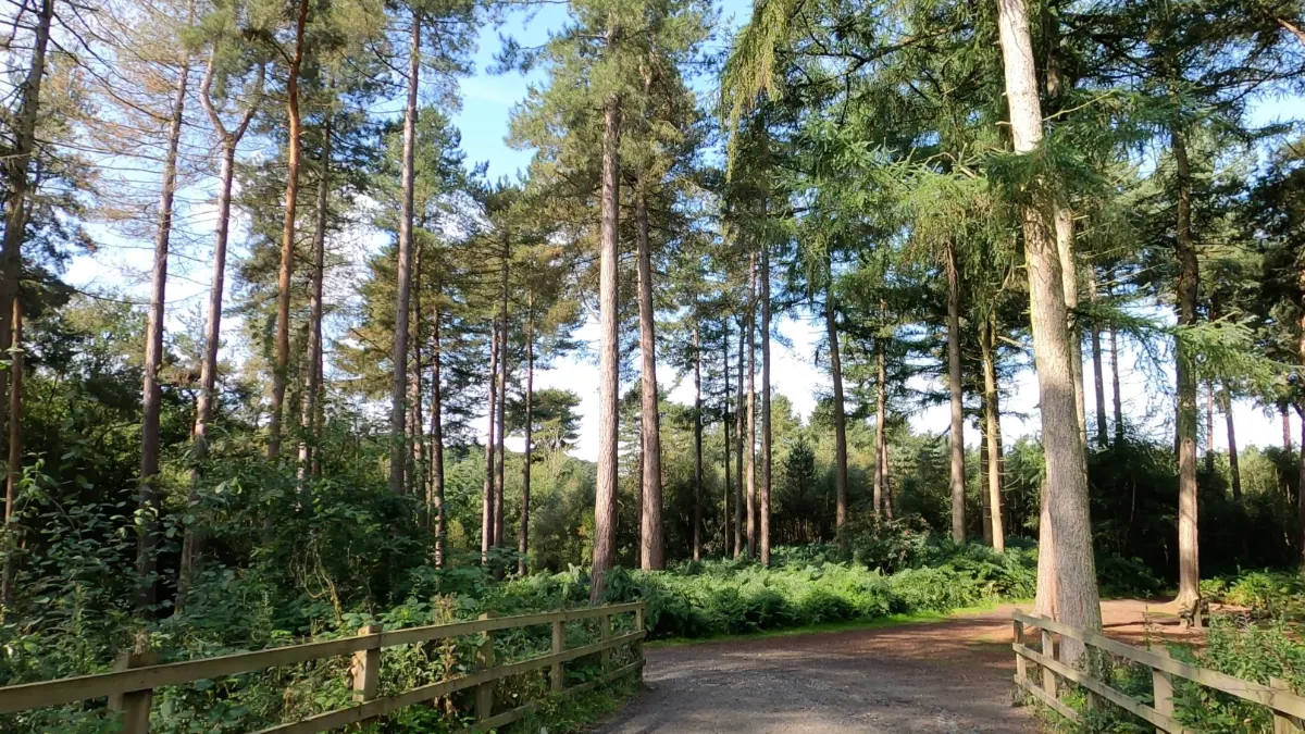 On the Delamere Forest Parkrun Course route
